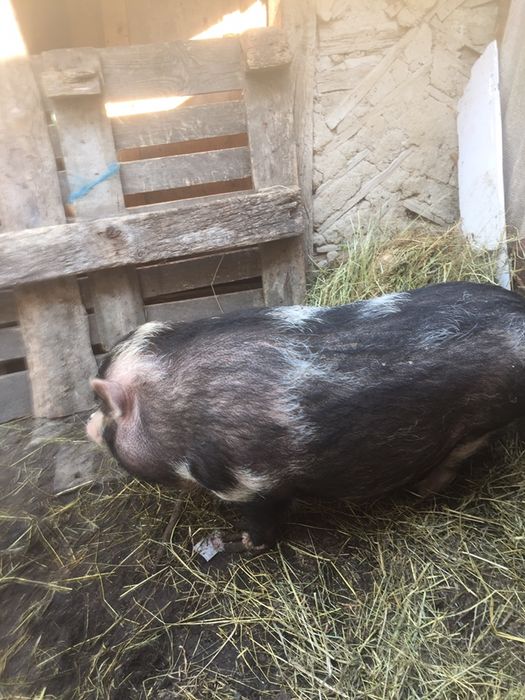 Продаємо корейську поросну свинку