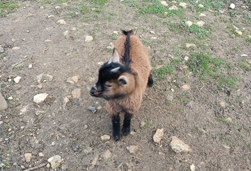 Cabra anã com 4 meses
