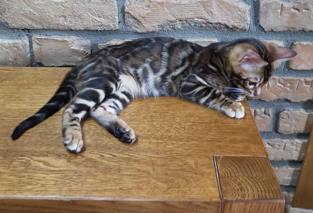 Bengal, bengalski  . Kot Rodowód