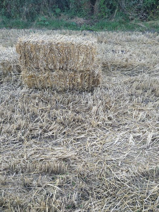 Продам тюки соломи 40 грн