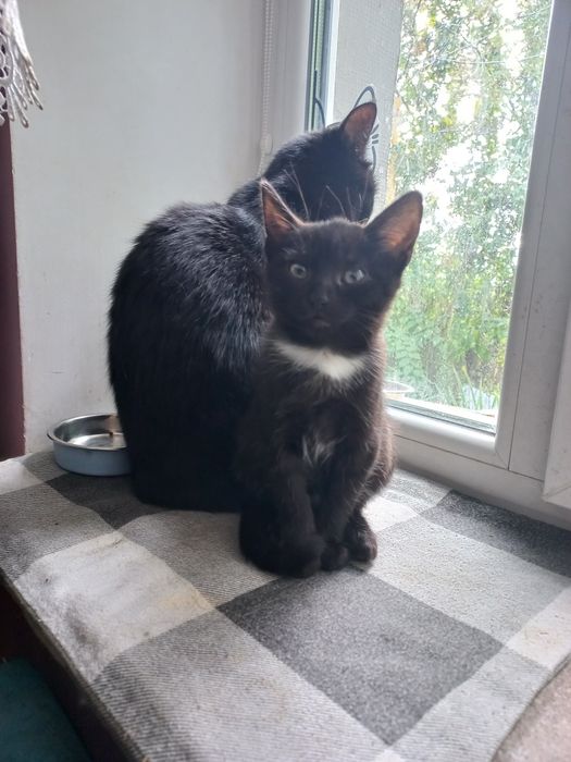 Віддам в добрі турботливі руки