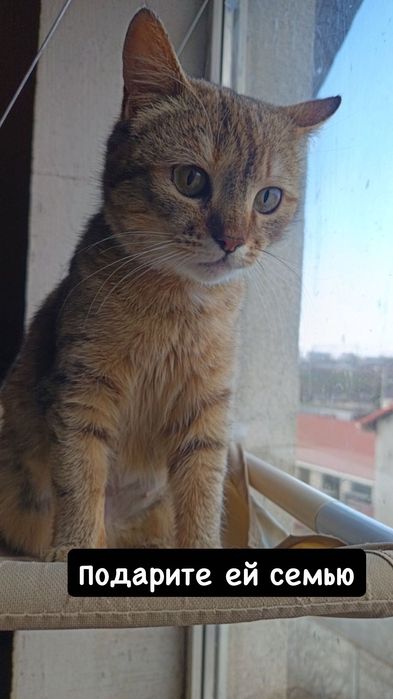 Милая кошечка бесплатно