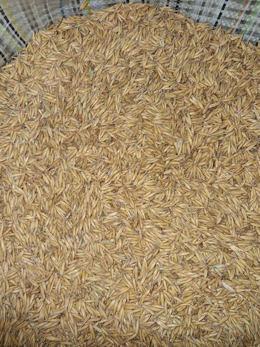 Owies Bingo pierwszy rok po centrali młynkowany