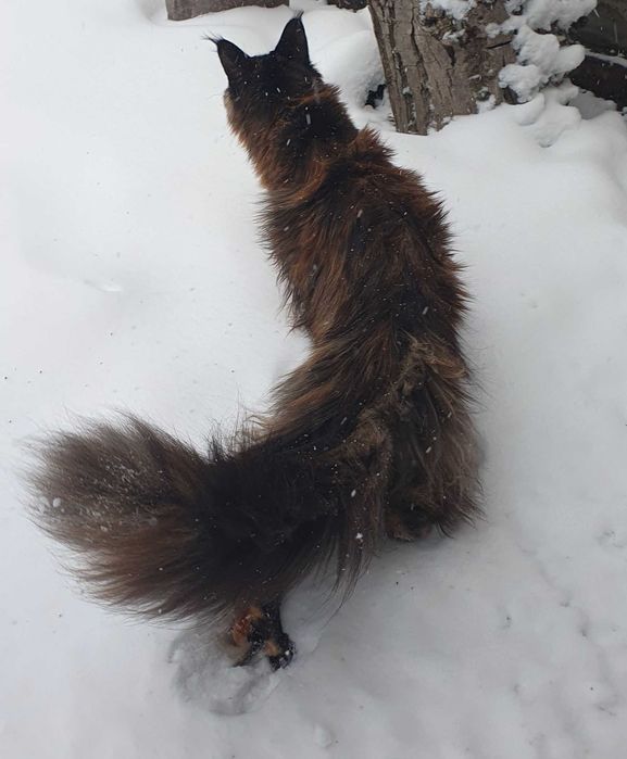 МСО Мейн-кун  дівчинка