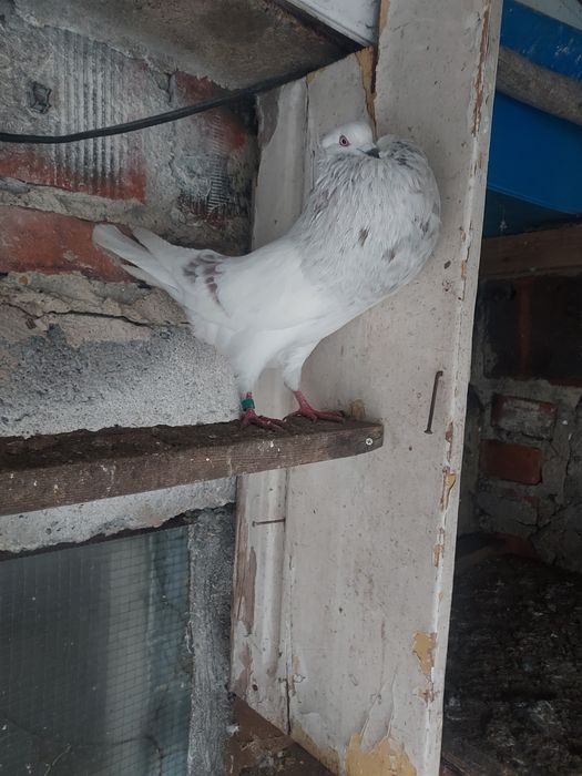 Gołebie garłacze górnosloskie