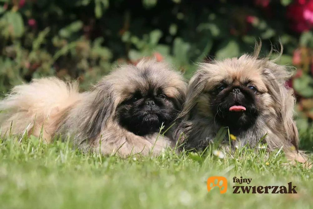 Pies pekinczyk szukam Bydgoszcz Koszalin kolobrzegWałcz pila Szczecinek poznan