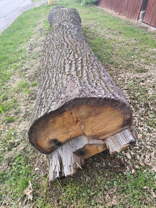 Dąb, całe kłody, pnie, sezonowane