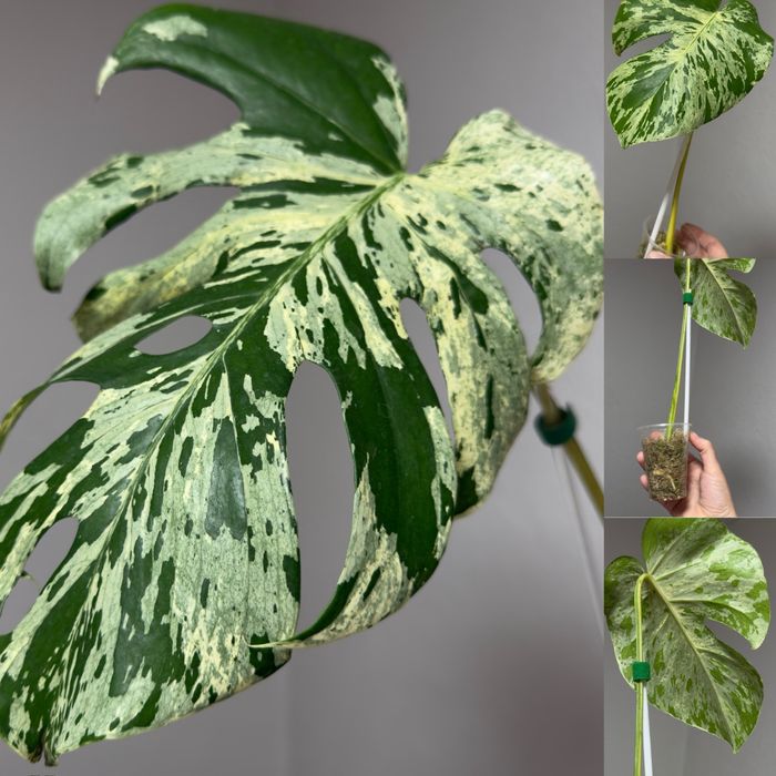Monstera Thunderbolt, Vietciosa, Full Mint