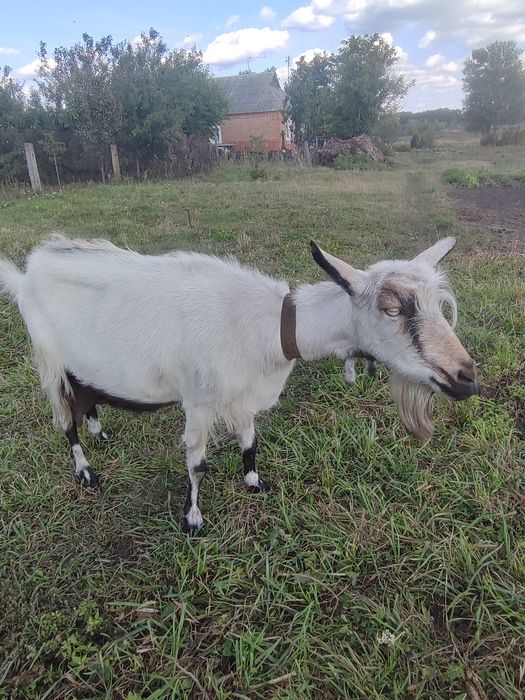 Продам дійну козу