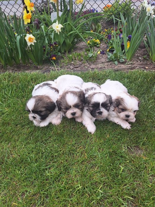Już do odbioru pieski shih-tzu  wzorcowe mini