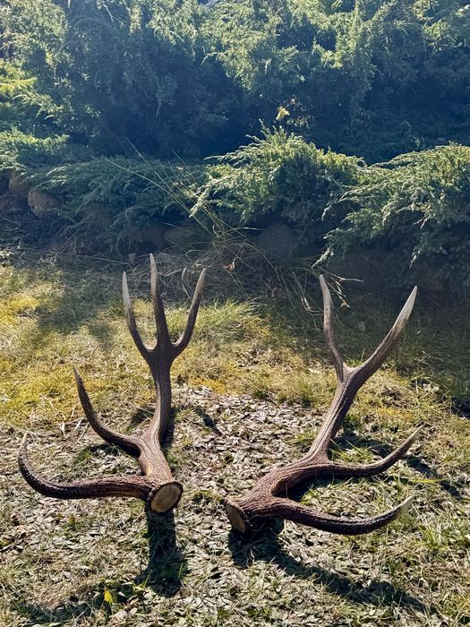 Poroze , poroza , zrzuty , rogi , para Miastko • OLX.pl