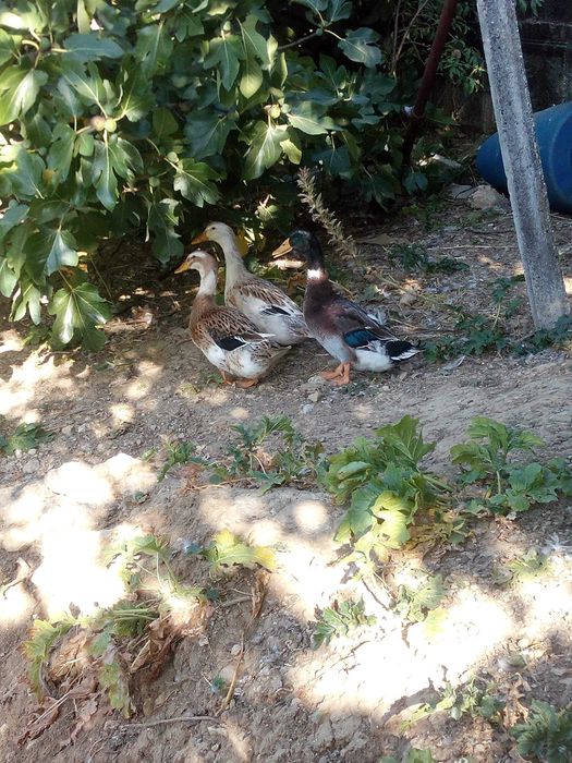 Patos mudos e rouen, caseiros e de boa raça