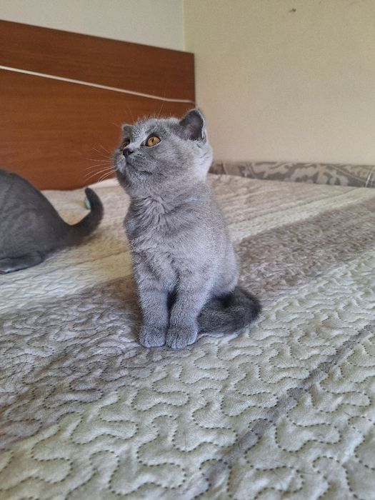 Scottish fold fêmea  azul