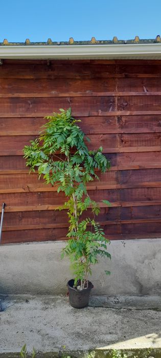 Trepadeira de glicinias de cor lilás.