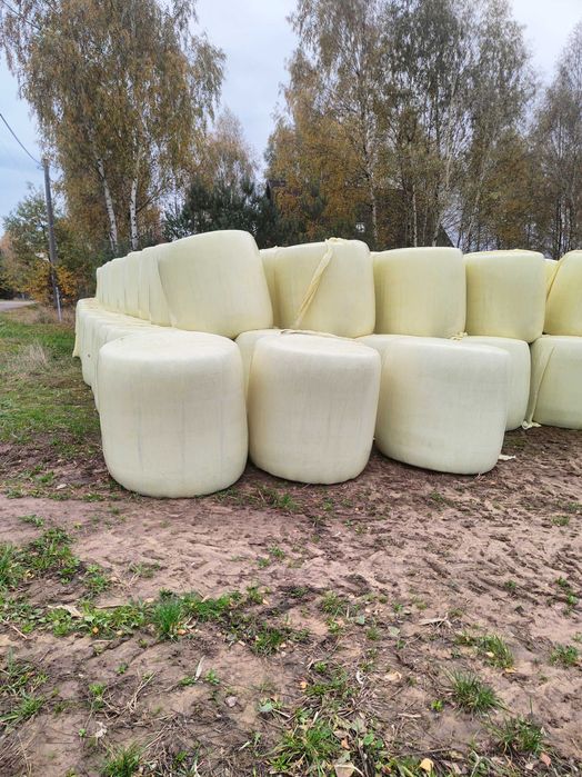 Kiszonka z kukurydzy w belach