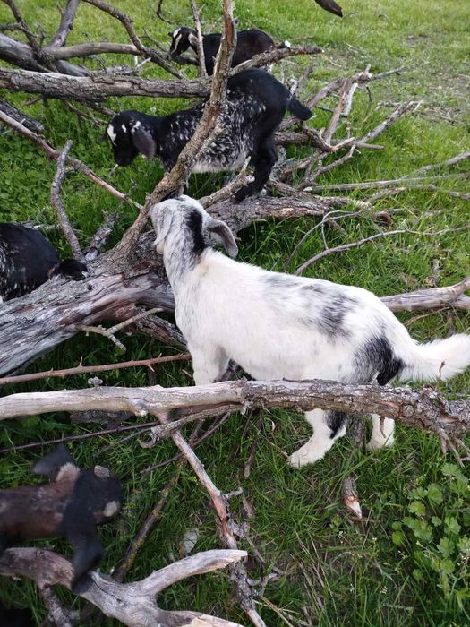 Продам козенята різного віку