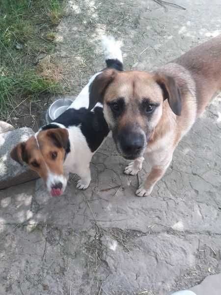 Pieski do adopcji
