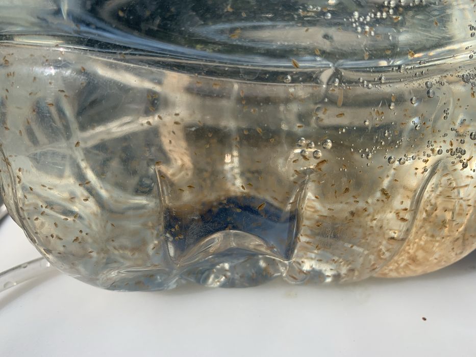 Dafnias vivas - alimento vivo para peixes