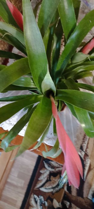 Продам рідкісний вазон Більбельгерію