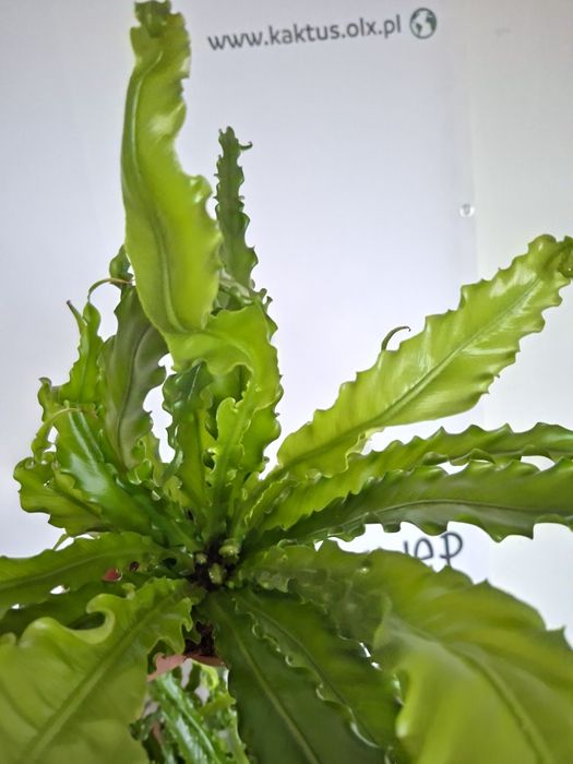 Asplenium antiquum 'Osaka'  WYSYŁKA