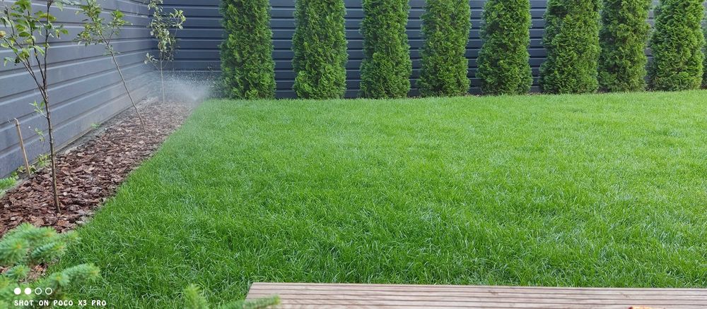 Рулонный и посевной газон,приемлемые цены