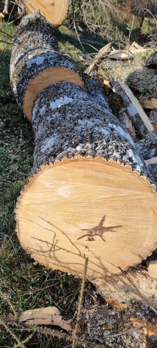 Lenha de carvalho carrasco pinho e castanho