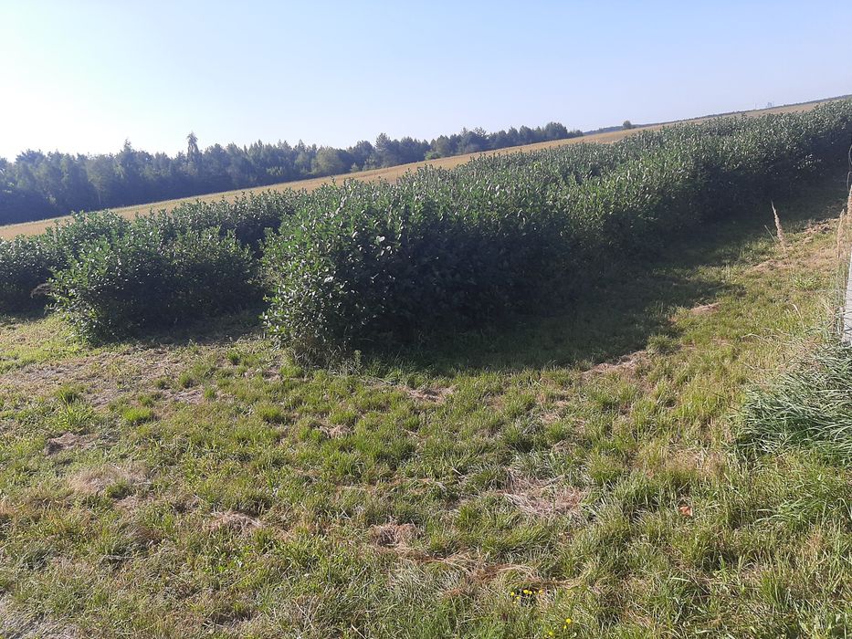 Działka rolno-budowlana