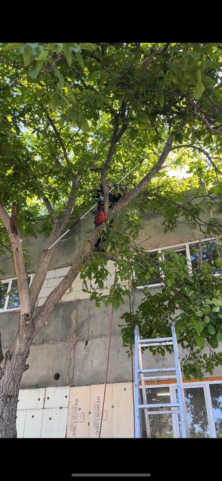 Розліснення ділянки, щепування, подрібнення гілок, зрізання дерев