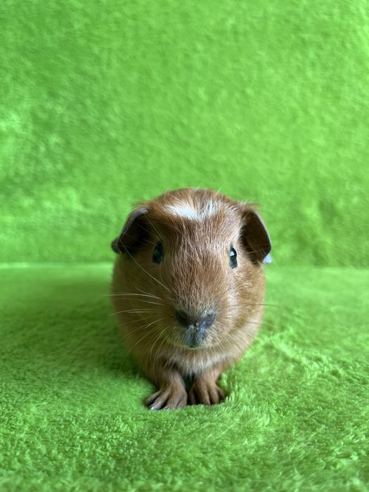 Морська свинка хлопчик