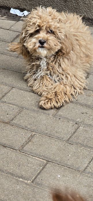 Cavapoo/ dziewczynka