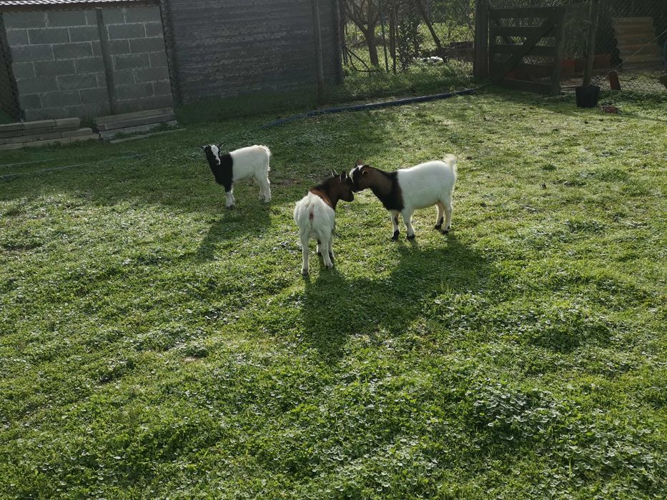 Cabritos e cabras anãs nascidos em Agosto