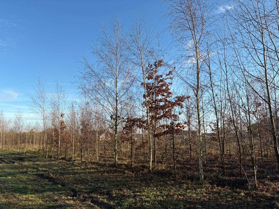 Działka Budowlana * Staw * Rostarzewo Głodno Rakoniewice