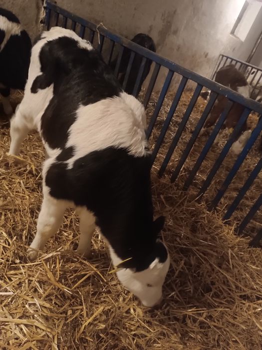 Byczek cielak żarłak