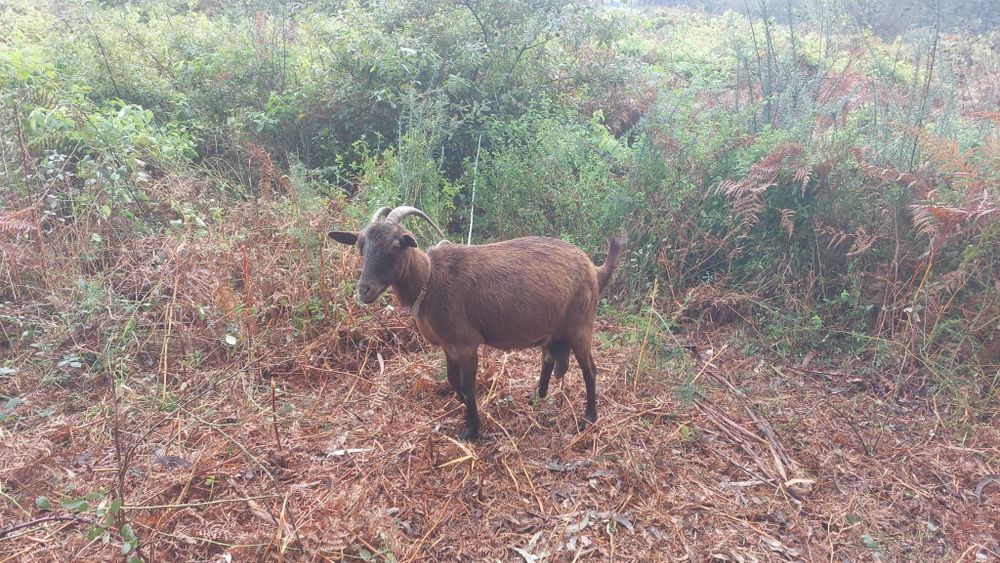 Vende se cabras e chibos