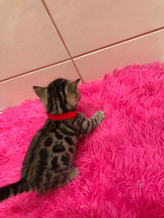 Бенгальские котята