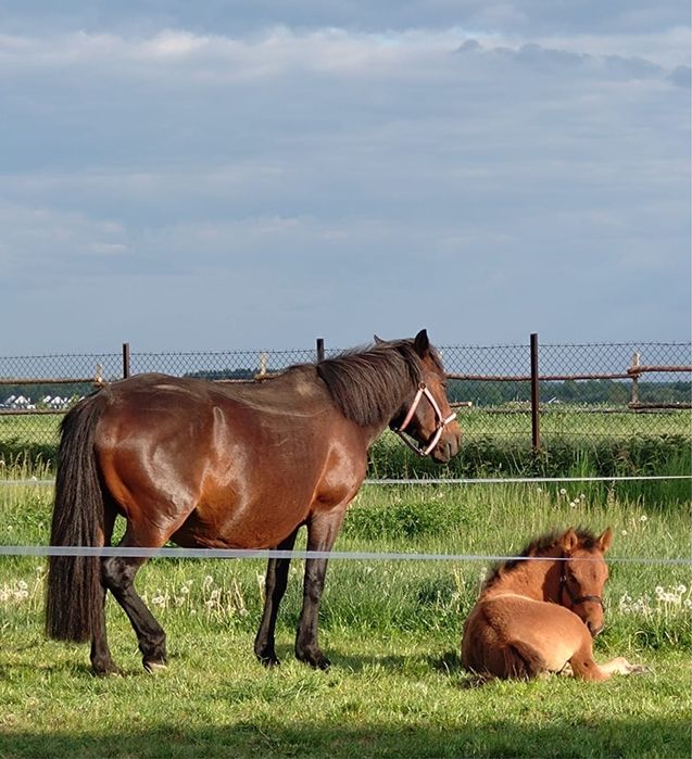 Konie rasy Huculskiej