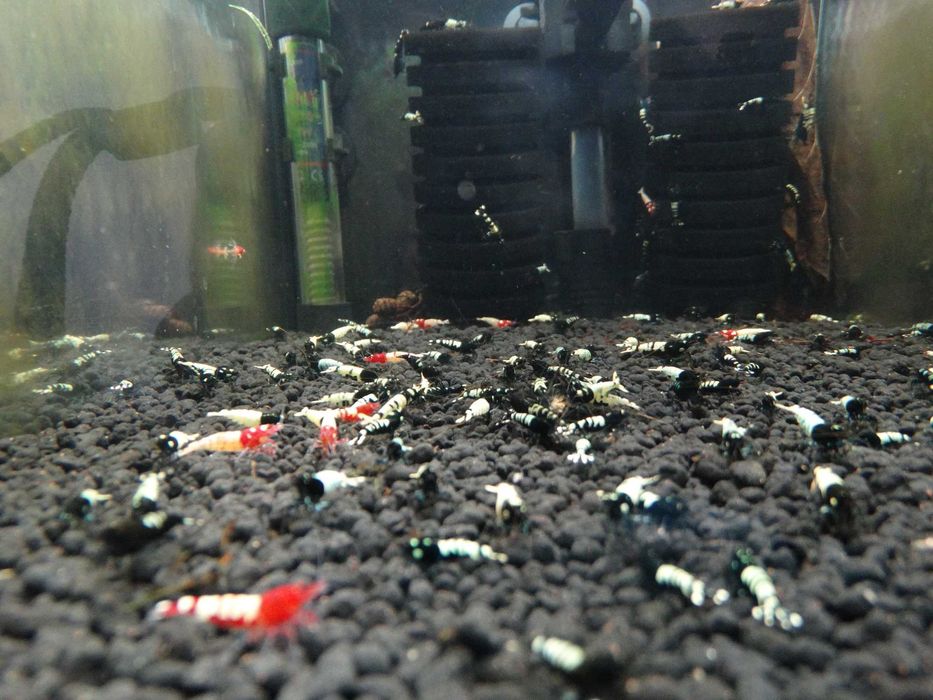Krewetki Caridina Pinto Black ZAMIANA GRATIS PROMOCJA