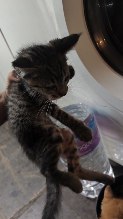 Gatos bebés para adoção