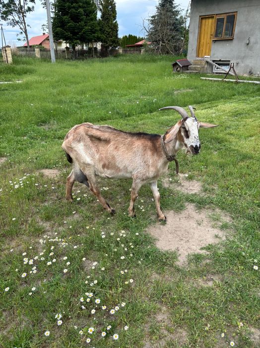 Sprzedam Kozy mleczne