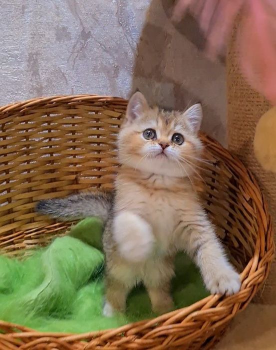 Гарний малюк очікує Вас!