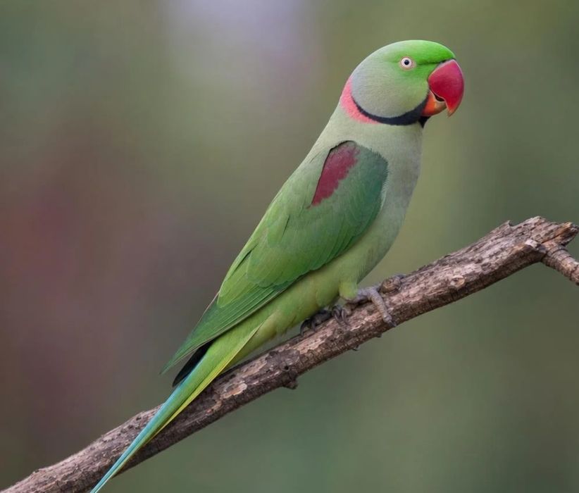 Aves para nova casa