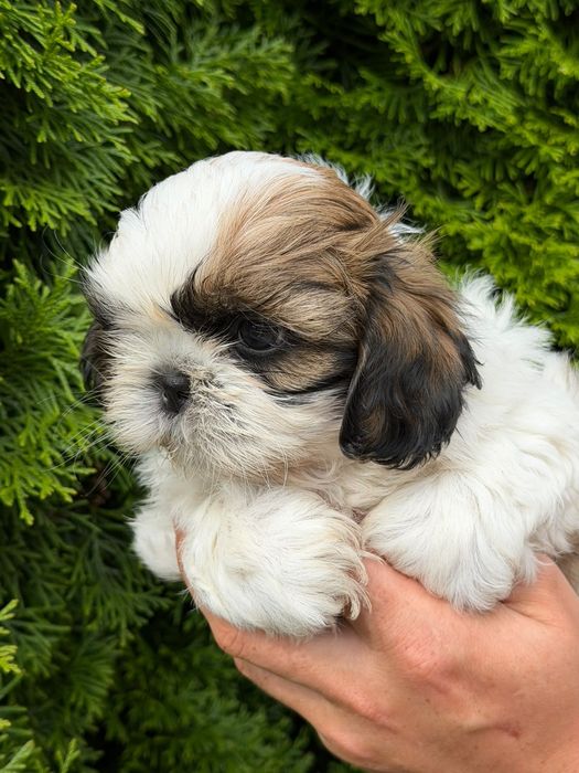 Shih tzu. Polecam