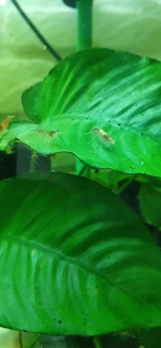 Krewetki Neocaridina Red Cherry (Kundelki)