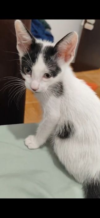 Doa se o Nico gatinho de 2 meses