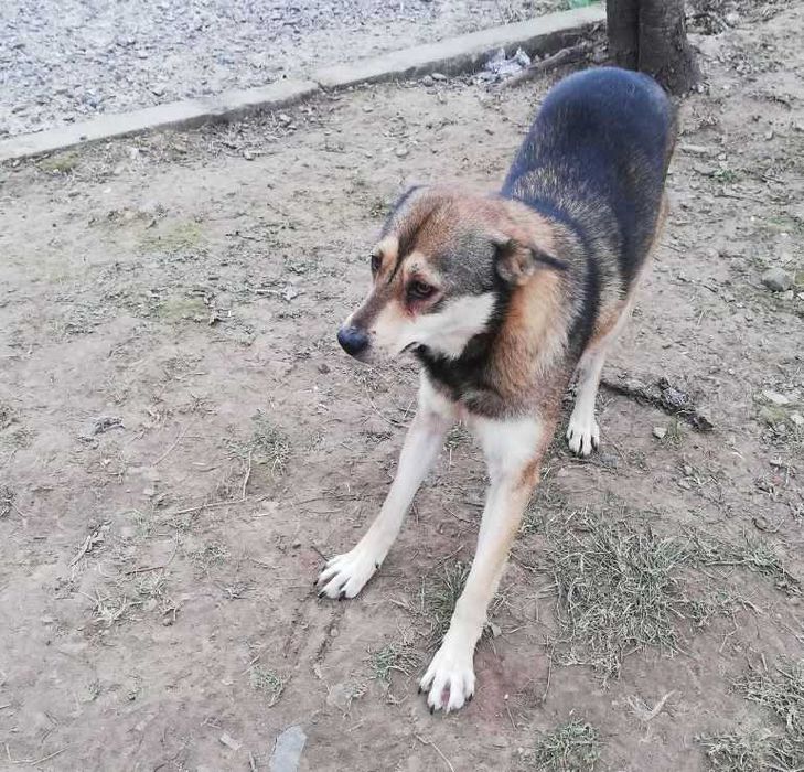 Собаня шукає дім!