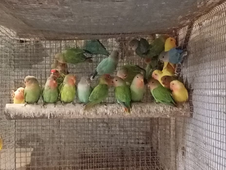 Aves disponíveis, roseicollis, periquitos de várias mutações, caturras, periquitos ingleses,rolas diamante, mandarins, aves criadas à mão, caturras.