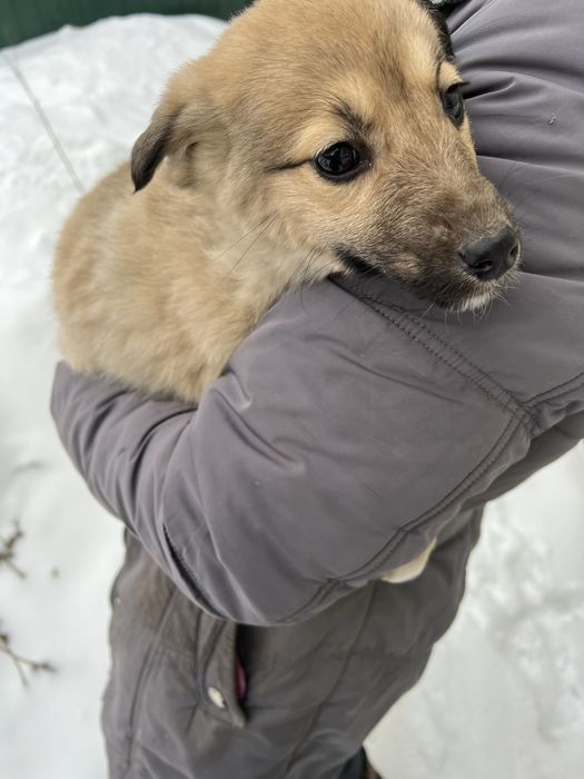 Цуценята шукають домівку. 3 місяці.