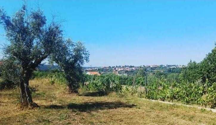 Limpeza de Terrenos e Serviços de Jardinagem – Santa Comba Dão