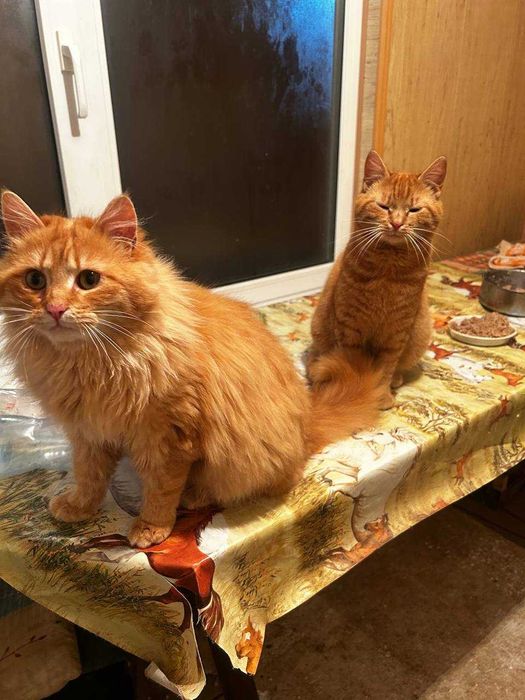 Ищу дом для рыжих котиков