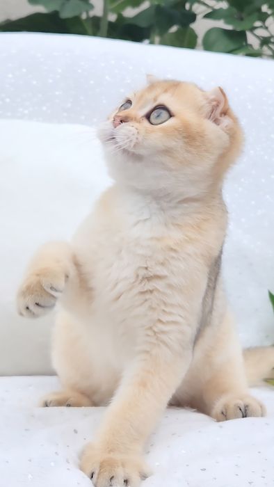 Шотдандський хлопчик Золота шиншила